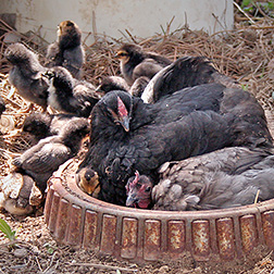 chicken dust bathing in a container with chicks