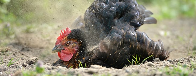 chicken dust bathing in a hole in the ground